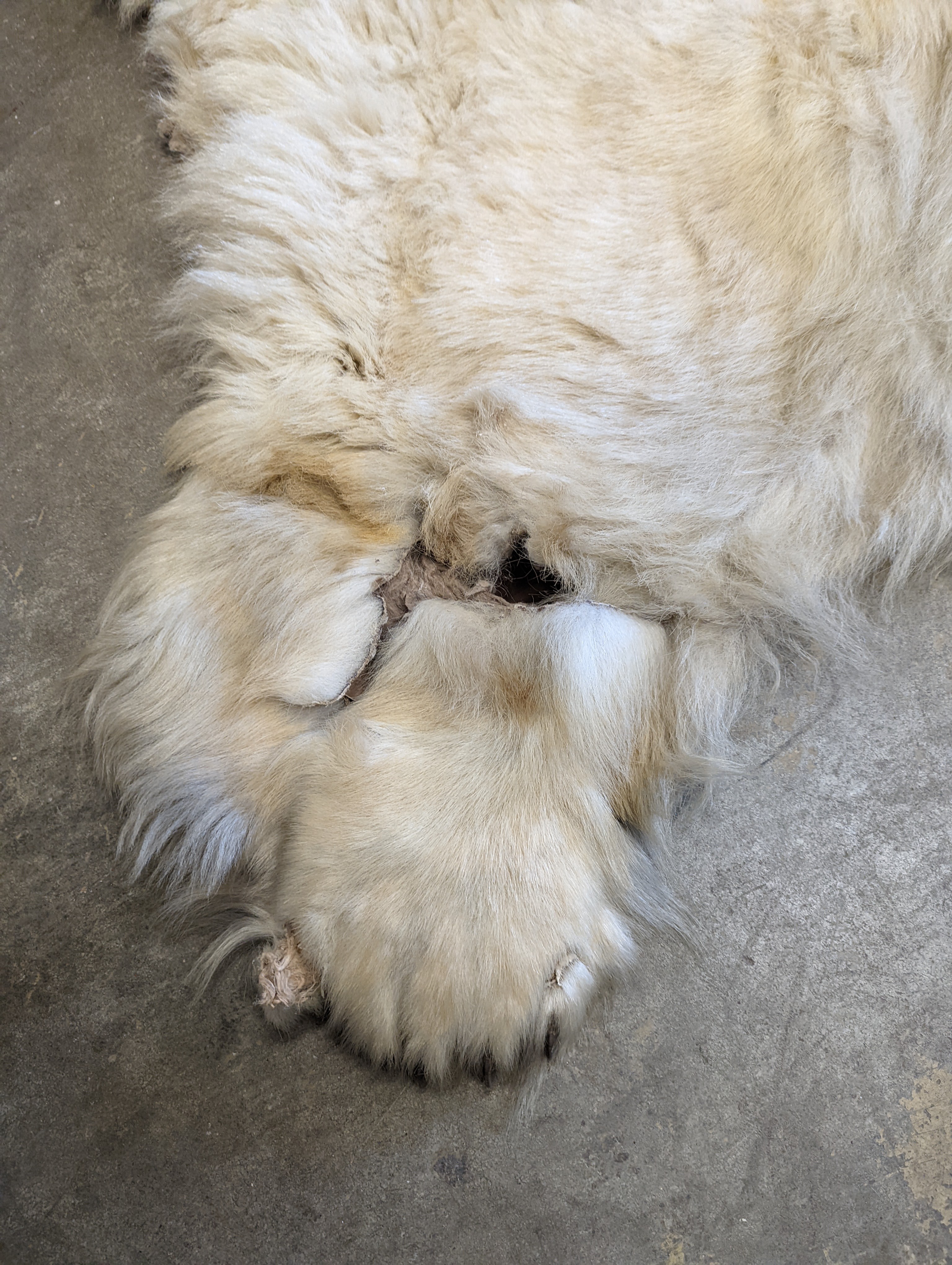 Taxidermy, Polar bear skin (Yrsus Maritimus), a large adult skin rug with head mount, mouth open, pads with claws, backed onto canvas, nose to tail approx. 260cm